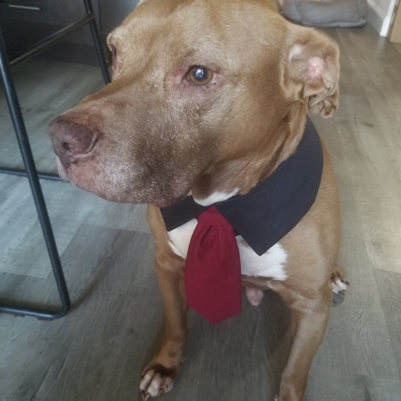 Dog lapel and tie in many colors - Picture 4 of 7